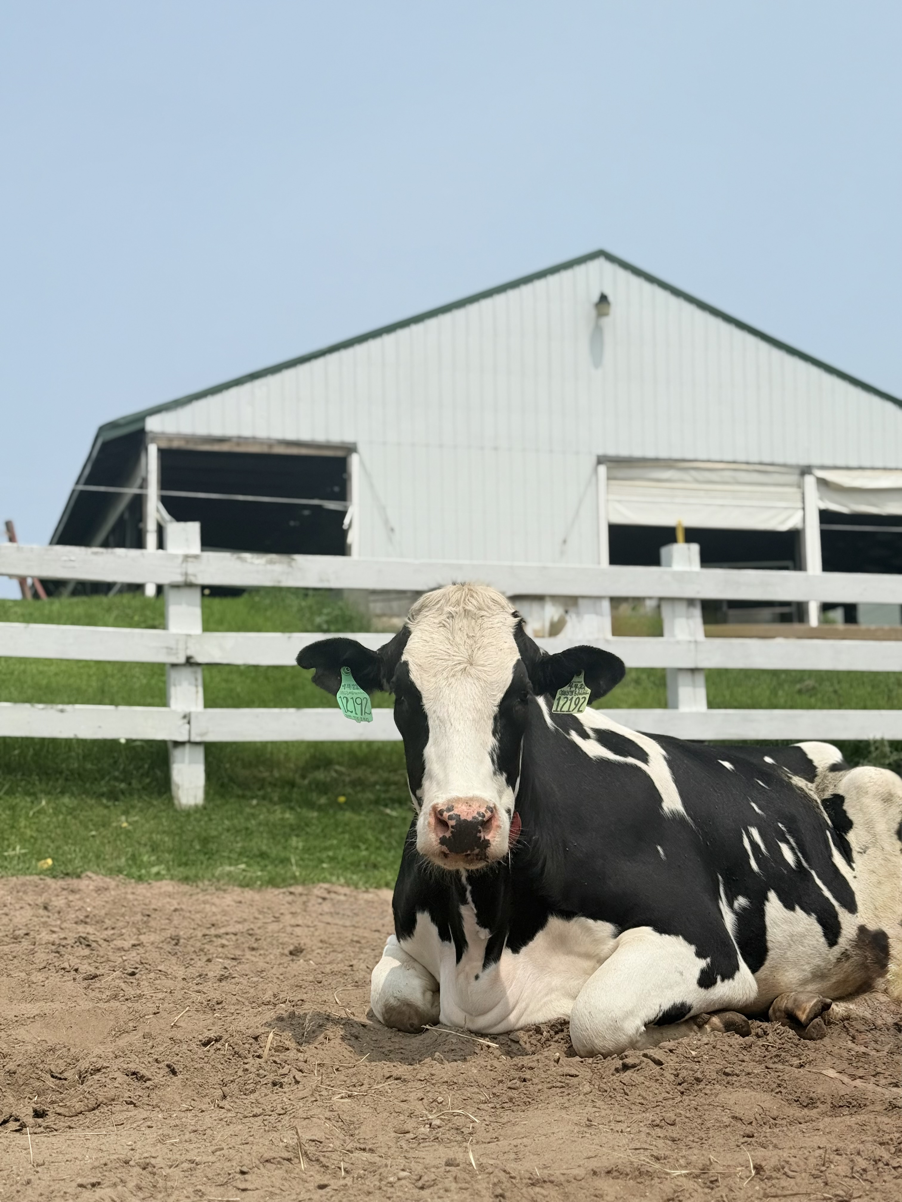 Holstein cow in the pasture at Country Dairy